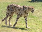Cheetah at Spier