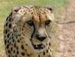 Nyala - Cheetah at Spier