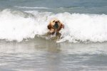Labrador surfing