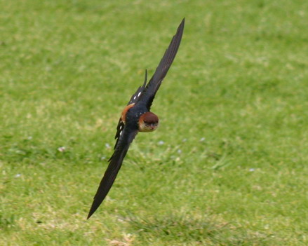 Striped Swallow 