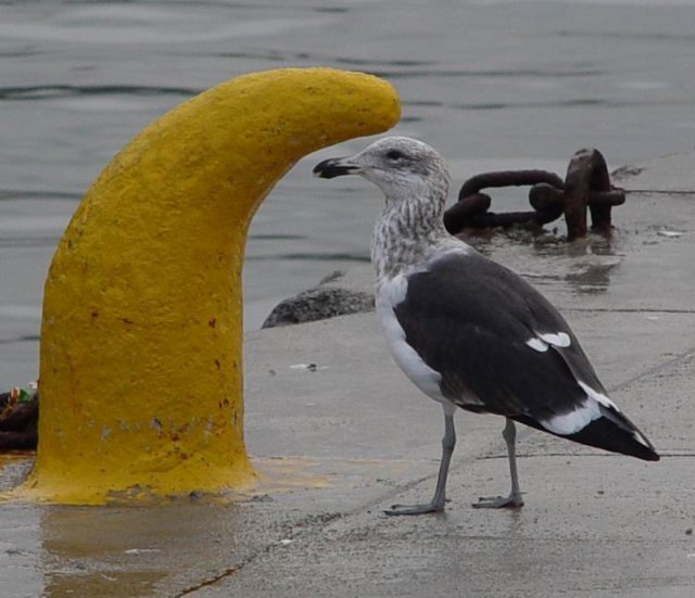 Immature Kelp Gull
