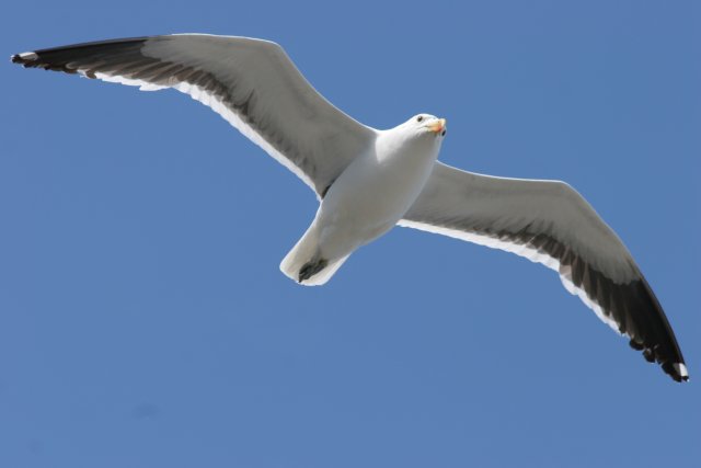 Kelp Gull soaring