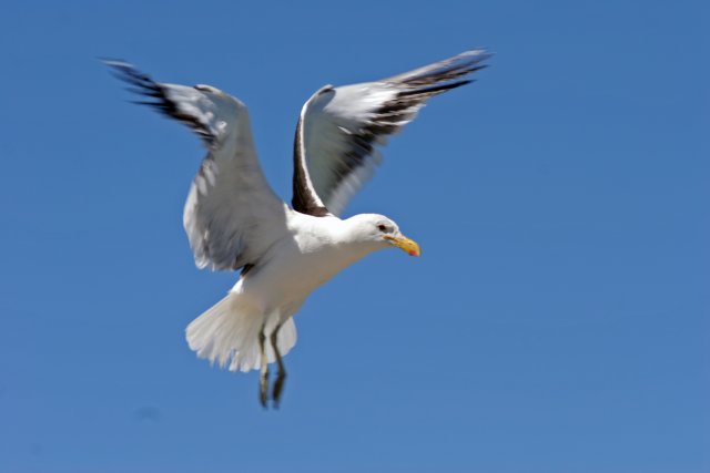 Kelp Gull landing