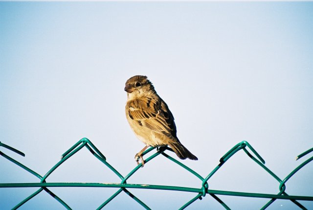 Immature female House Sparrow