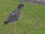 Spotted Thick-Knee (Dikkop)