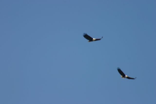 Fish Eagle pair
