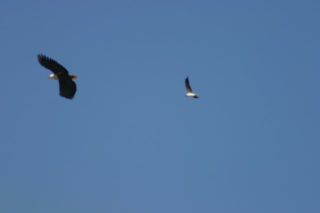 Gull chasing Fish Eagle