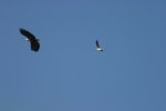 Gull chasing Fish Eagle