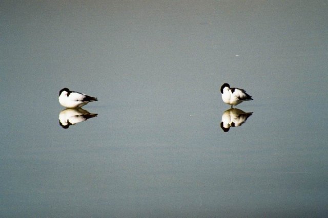 Avocets reflected