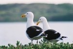 Kelp Gull pair