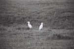 Egrets in Black and White