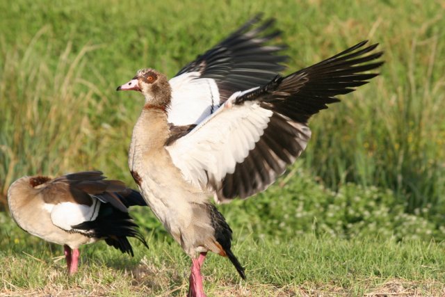Egyptian Geese - Flapping
