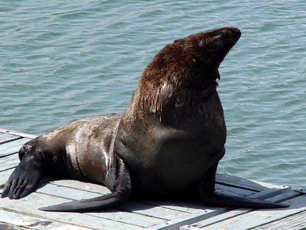 Seal at Cape Town Harbour
