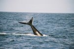 Southern Right Whale tail wave