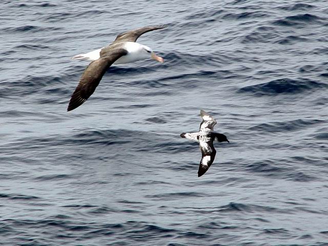 Albatross and Pintado Petrel