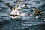 Shy Albatross and Northern Giant Petrel