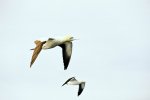 Cape Gannet in flight