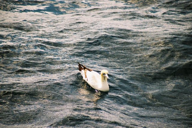 Cape Gannet floating